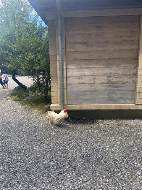ニワトリ登場