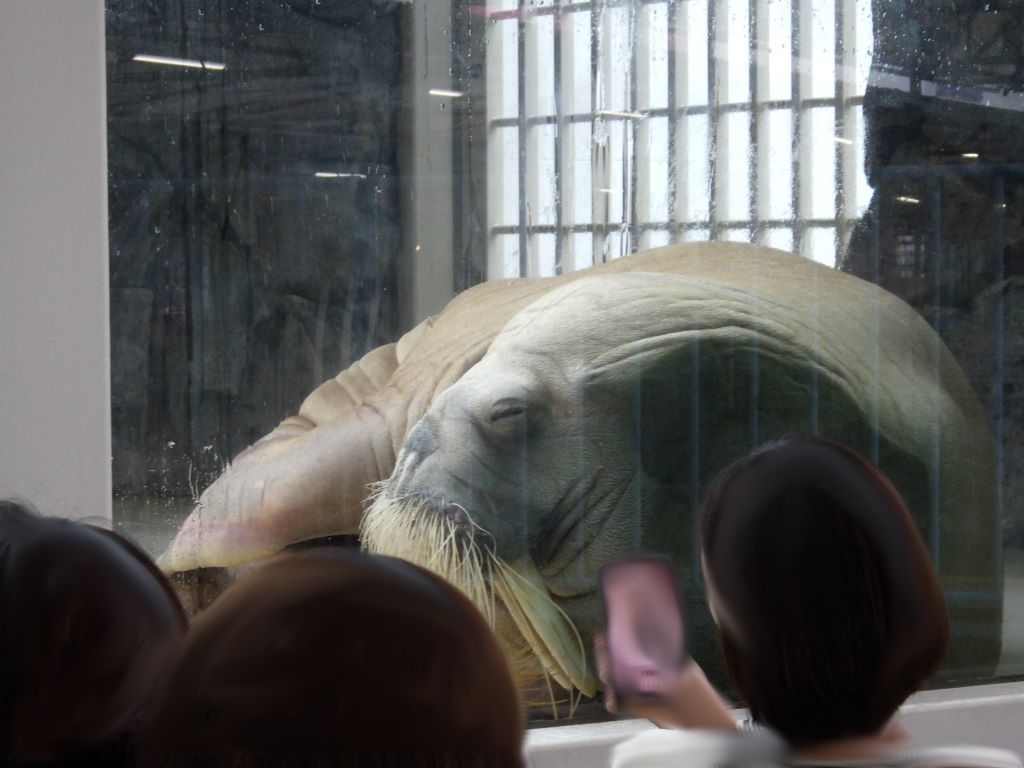 お休み中の大きなセイウチ