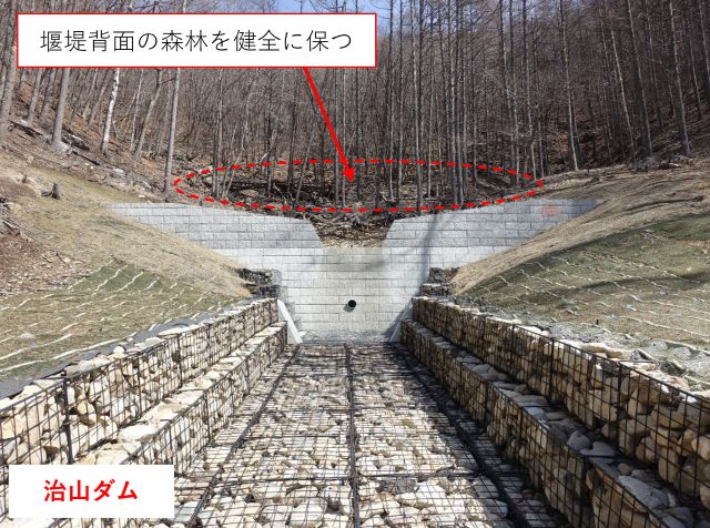 治山ダムにより背面の森林が健全に保たれている写真