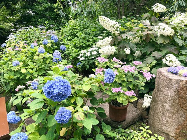 境内の紫陽花（あじさい）3