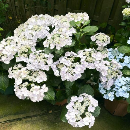 境内の紫陽花（あじさい）2