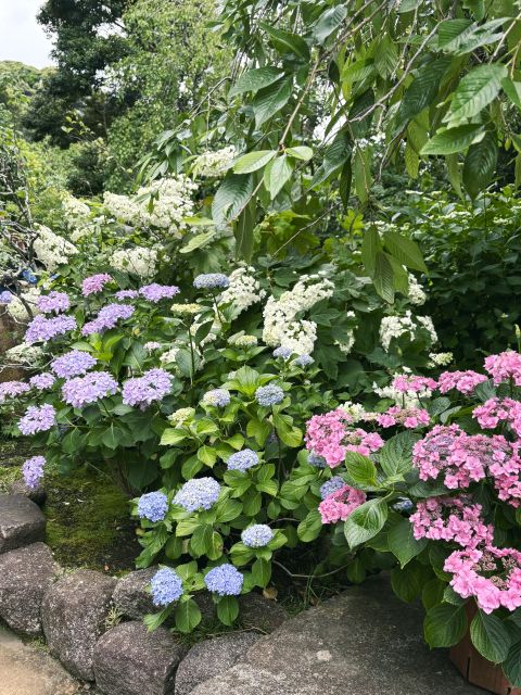 境内の紫陽花（あじさい）1
